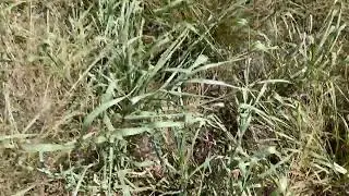Brachiaria Dunamis sobre campo nativo na estiagem