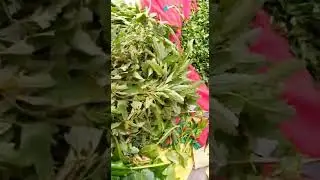 bathua palak sarson ka saag #shorts