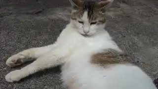 【Cat Video】 meowmeow Happy #cat  #cats  #cute