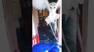 tyto alba skill fttf👍
