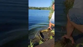 #catchandrelease #catfishing #fishing
