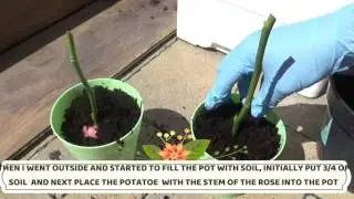 HOW TO GROW ROSE CUTTINGS IN  POTATOES  -  THE UNIQUE & EFFECTIVE WAY | J & C CORNER