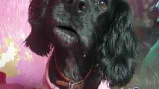 Singing cocker spaniel
