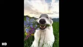Dog With Flowers In Mouth Funny Meme Template | Download Link In Comments 🔗 | 2025