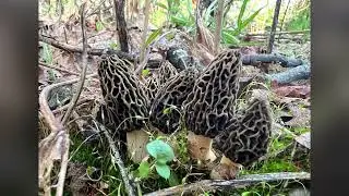 Oregon Morels ~ &lsquo;Twas the season