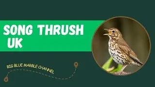 Song Thrush UK: A Beautiful and Melodious Songbird