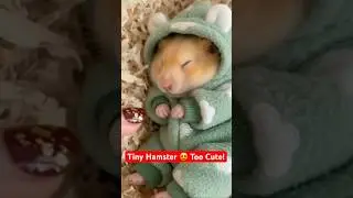 🐹✨ Cute Hamster in a Tiny Outfit Gets Tickled! 😍