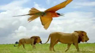 Okavango | Trailer | Dereck and Beverly Joubert