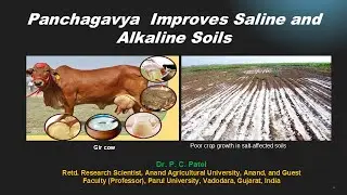 Panchagavya Improves Saline and Alkaline Soils-Dr. P. C. Patel