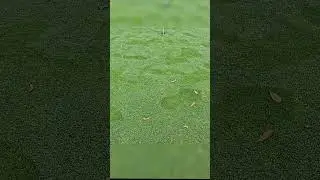 Late fall Oregon Golf! The Greens said Nope! #golf #golfswing #pnw