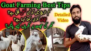 How To Start Best Goat Farming At Home || Konsi Nasal Palen || Best Tips || Part 01.