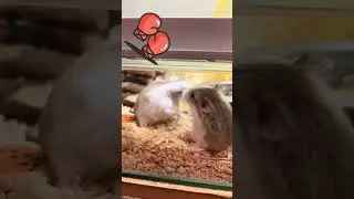 Hamster Rumble in the Sawdust #hamstercombat #rumble #sawdust #hamsters