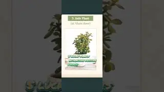 5 lucky plants attractive positive energy#positiveenergy#vastu