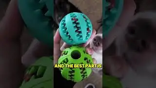 Keep Your Pet's Teeth Clean With this TOY!