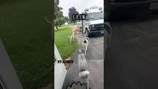 My favorite part of the day: Pick ups! 🥹&hearts;️🚐🐾