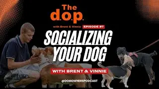 How to Properly Socialize Your Dog: Prerequisites, Protocols, & How to Build a Confident, Social Dog