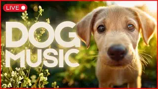LIVE 🔴 Dog Music for Anxiety - Boredom - Stress in ALL BREEDS 🐶