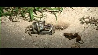 Unlucky baby turtle ends up as Crab dinner!!!