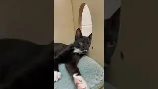 Black and white kitten Chad purr