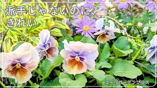 【ガーデニング】引き算でつくる、大人色の寄せ植え｜派手じゃないのに整う理由