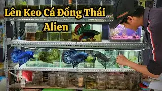 Lên Keo Thùng Cá Lia Thia Đồng Thái Alien Green, Blue, Ray | Thích Thử Thách Vlog