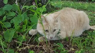 Наш кот охотник на мышь Cat catches mouse HUNTING Mouse escaped by flight