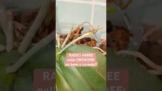 Aerial roots in orchids: a good thing or a bad thing? #shorts #orchids #phalaenopsis