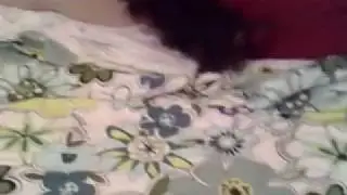 Йоркширский терьер ТРИНИТИ..mp4