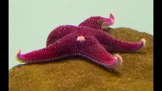 オドンタスターバリダス　Odontaster validus
