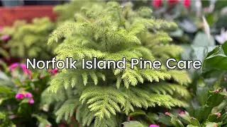 Norfolk Island Pine Tree care