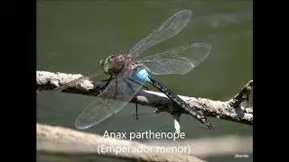 LIB&Egrave;L&middot;LULES de CALDES DE MALAVELLA i el seu entorn. (DRAGONFLIES of Caldes de Malavella)