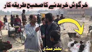 Kabotar Mandi Bhakkar 😲  || Kabootar Khargosh Full Masti