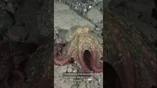Octopus Superpowers