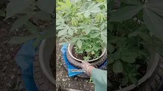 Membongkar tabungan media tanam #gardeningcare #happygarden #garden #kebunmini #plants #shortsviral