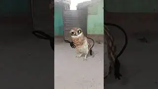 APT virson india #funny #comedy #cute #funnyanimals #birds #ytshorts #youtubeshorts #trandingshorts