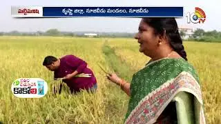 నూతన వరిరకం ఎంటియు  3082 | New rice variety MTU 3082 | Matti Manishi | 10TV