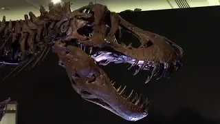 T. rex skeletons up for auction at Christie&rsquo;s