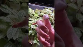 My new baby superconda hognose snake #hognosesnake #reptiles #babyanimals #cuteanimals #snake #fish