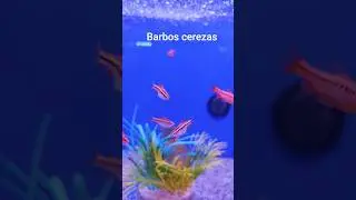 barbos cerezas #acuarios #peces #pecestropicales #acuariofilia