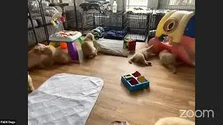 Hollywood Dogs 15