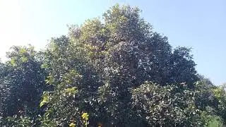orange tree Best verity in Pakistan