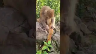 Feeding a group of monkey Bakery items cake bread buns  10