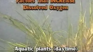 Factors that Increase Dissolved Oxygen In Water
