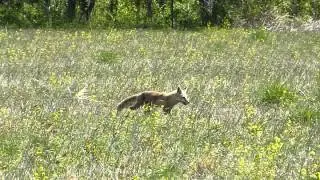 Red Fox Running Through The Field