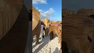 POV: Walking through the elephant migration in the middle of Miami Beach 🐘🏝️☀️