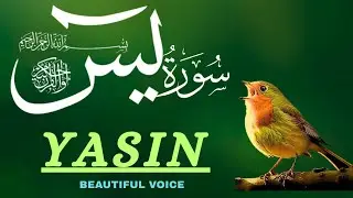 Surah Yaseen |Full Episode157 | Beautiful & Heart Touching Quran Recitation | Voice of Quran Academy
