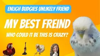 Who did this Bird Become Friends with? - Crazy Story of an English Budgie