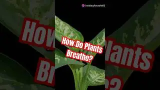 How Do Plants Breathe? #Knowin60 #knowledge #biology #education