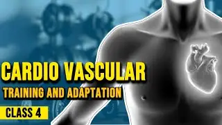 ACE Certified Personal Trainer Exam | Cardiovascular Training & Adaptations Explained  | Class 04