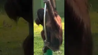 #vacation #zoo #explore #food #mysorezoo #animals #viralshorts #viralshort #trendingshorts #shorts